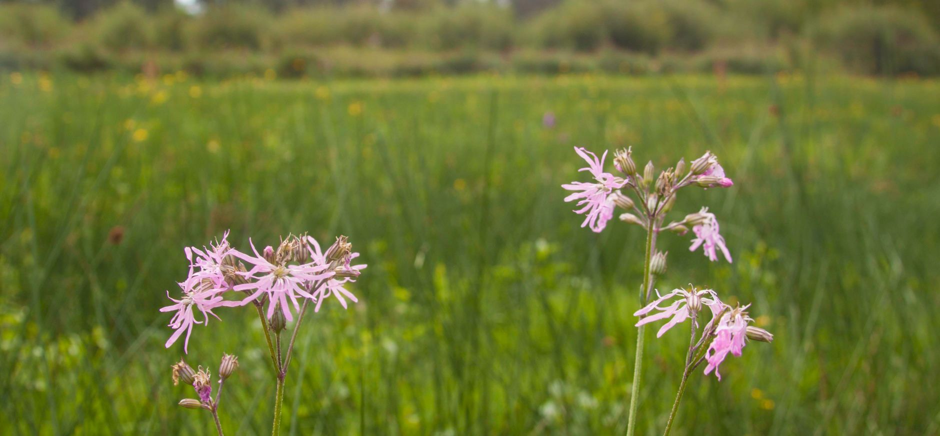 Koekoeksbloem in Kempen~Broek