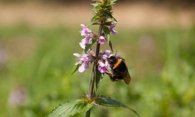 Moerasandoor in Kempen~Broek