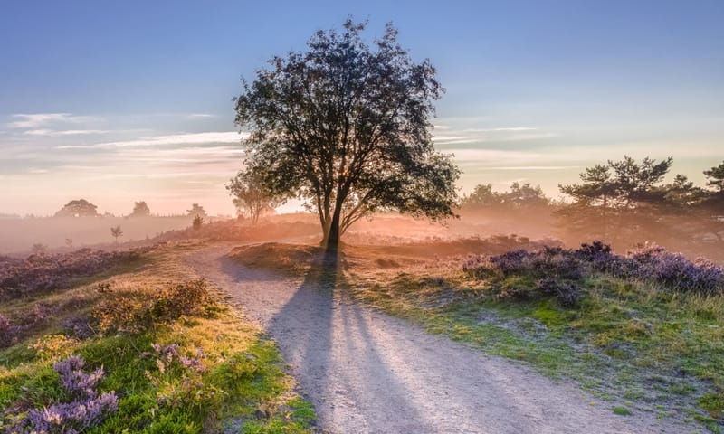 Bloeiende heide, boom en opkomende zon, Veluwezoom