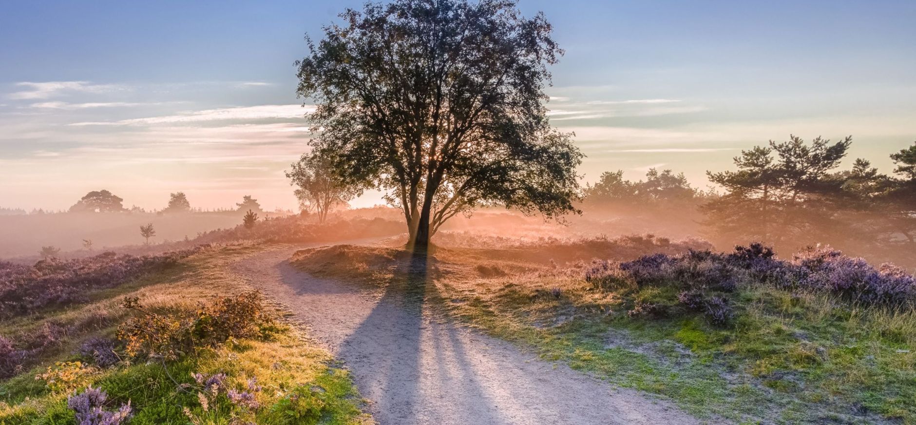 Bloeiende heide, boom en opkomende zon, Veluwezoom