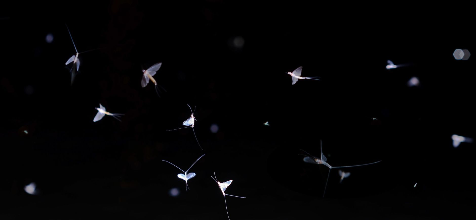Eendagsvliegen fladderen boven het water: zomersneeuw