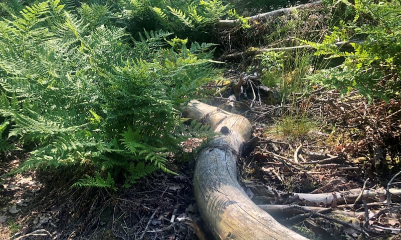 Dood hout met varens