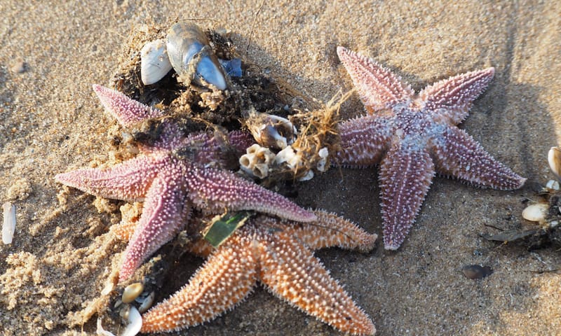 Aangespoelde zeesterren op het strand