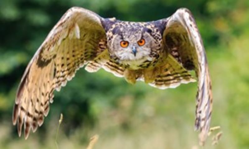 Op zoek naar de bewoners van de Oehoevallei