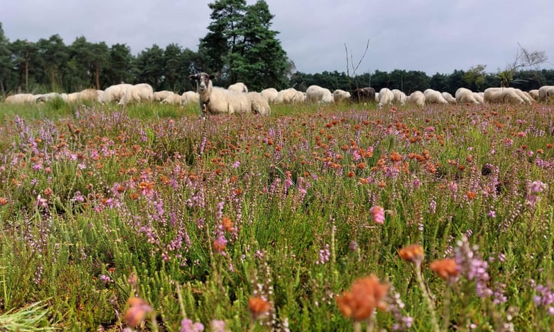 Schaapskudde de Belhamel Grote Veld zomer 2023