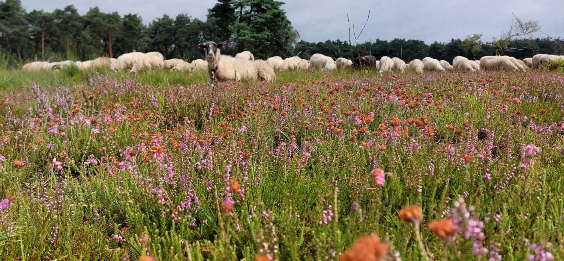Schaapskudde de Belhamel Grote Veld zomer 2023