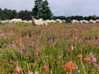 Schaapskudde de Belhamel Grote Veld zomer 2023