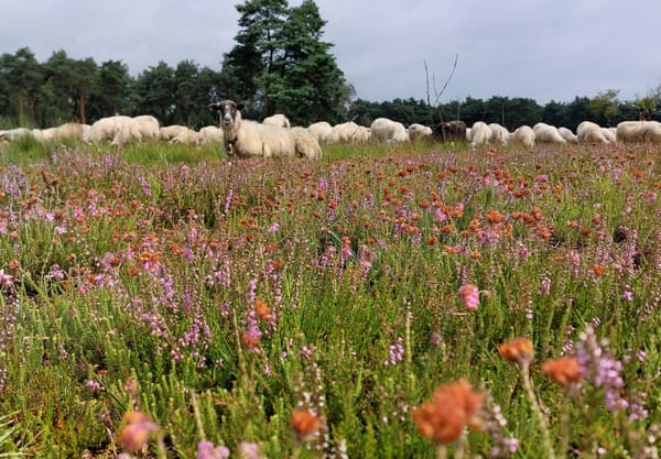 Schaapskudde de Belhamel Grote Veld zomer 2023