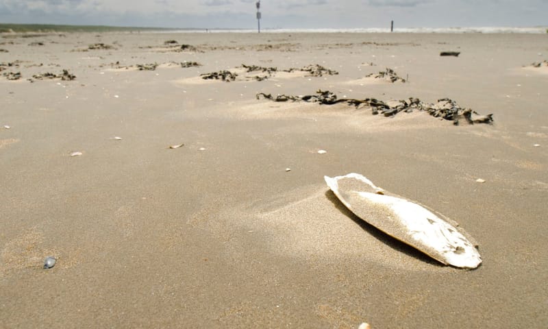 Gewone zeekat Schildje van een zeekat