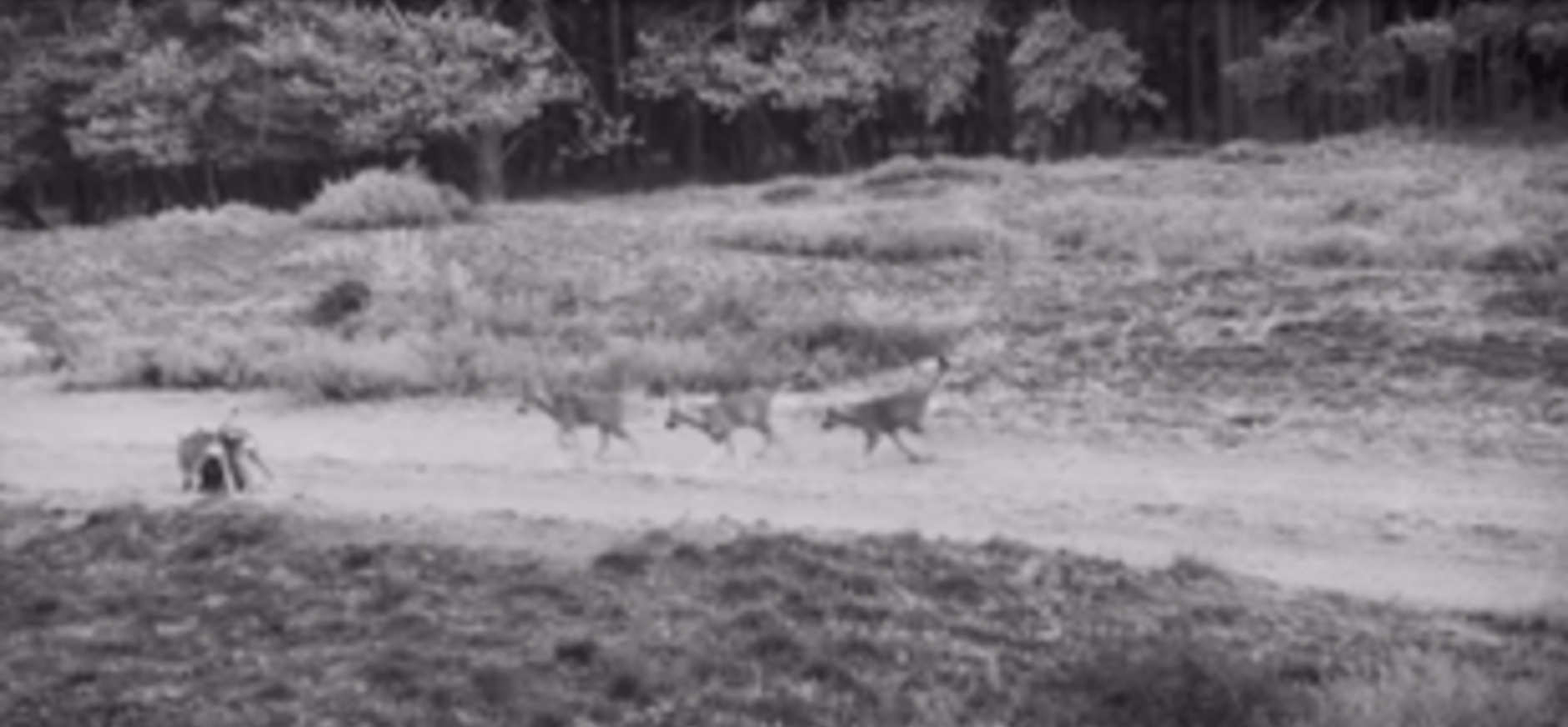 welpen veluwe
