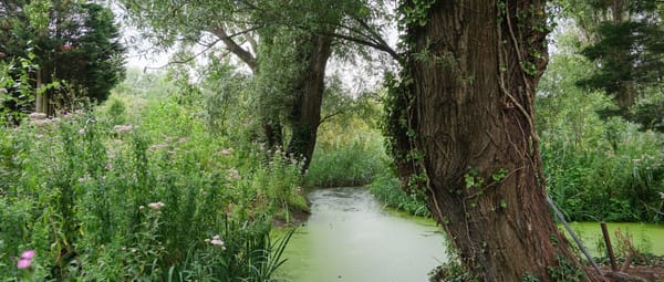 Essenburgpark Rotterdam
