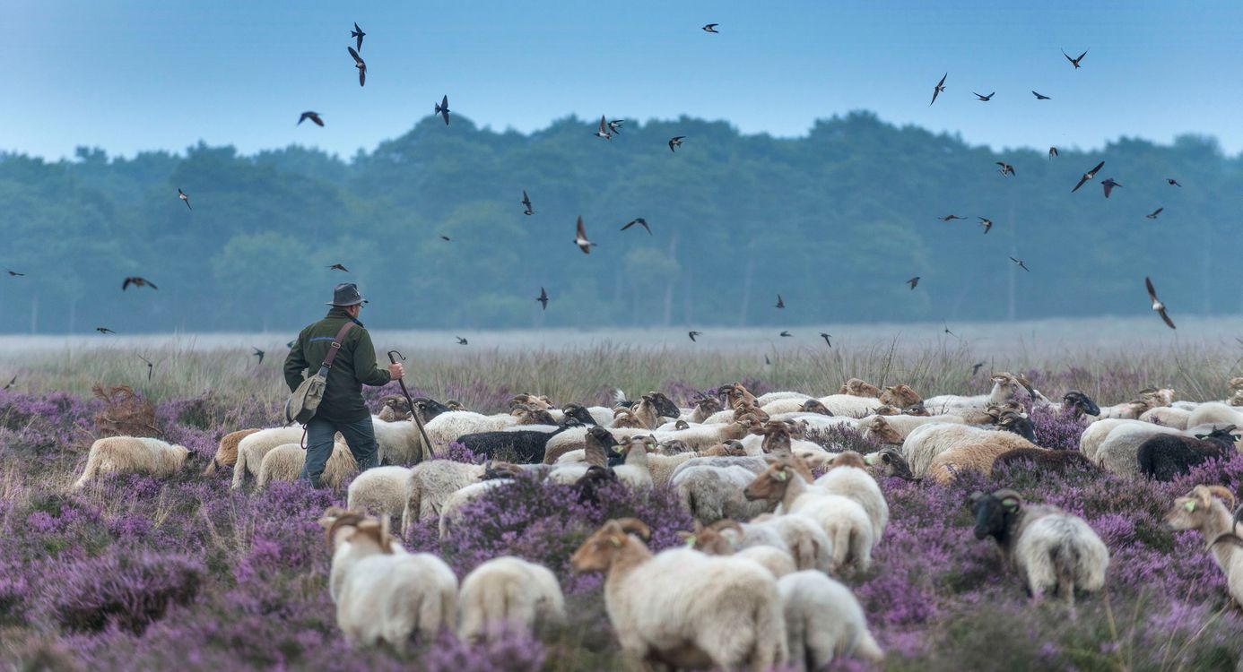 Dwingelderveld - Schaapskudde met herder Dwingelderveld, heide, schapen, zwaluwen, herder