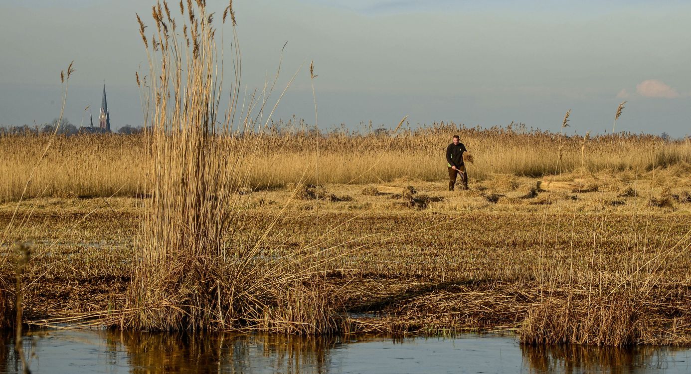 Nieuwkoopse plassen
