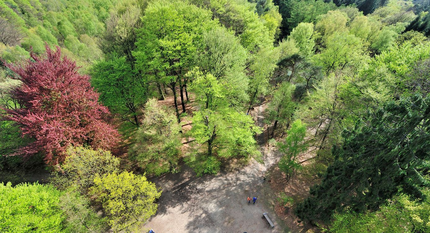 Kaapse bossen