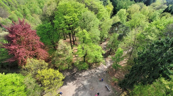 Kaapse bossen