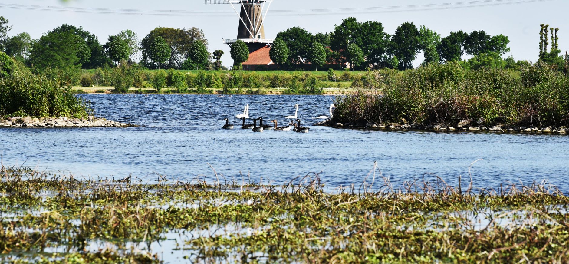 Hompesche Molen in landschap