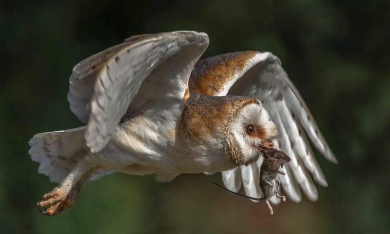 Muizen horen hun belager niet aankomen.
