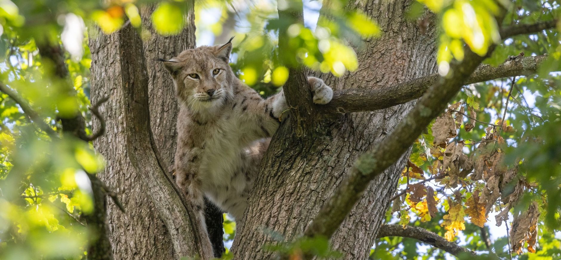 lynx