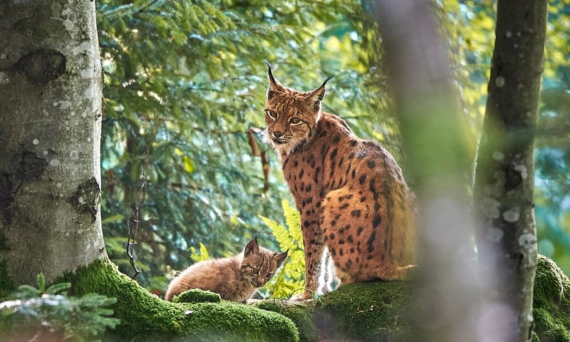 lynx