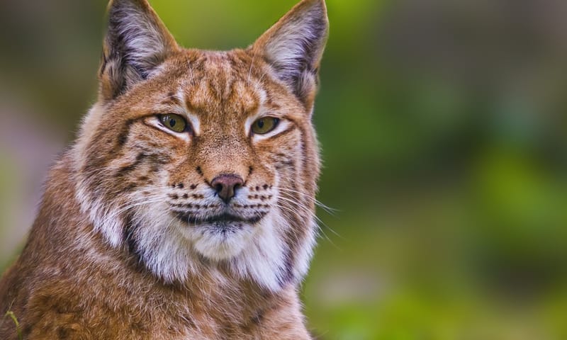 lynx