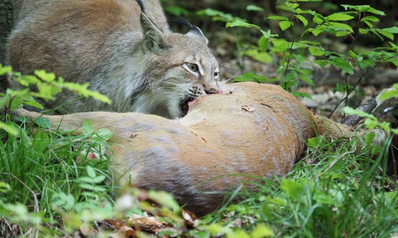 lynx