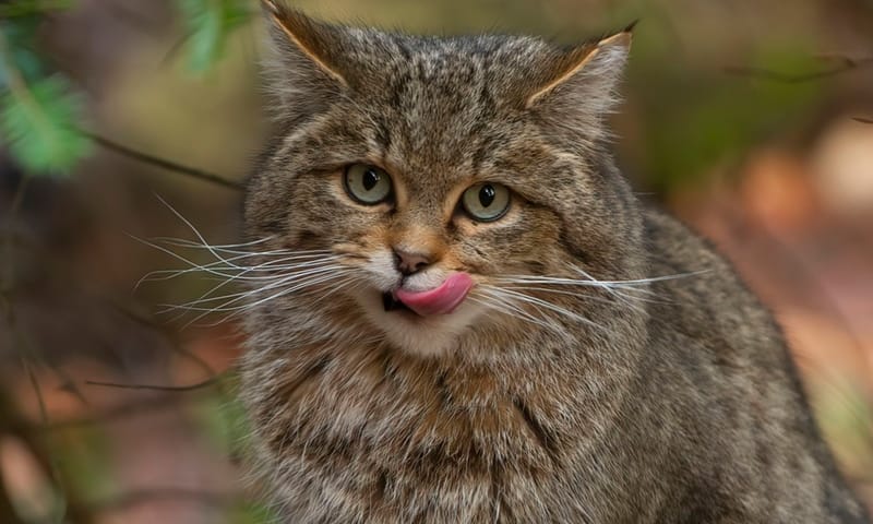 wilde kat