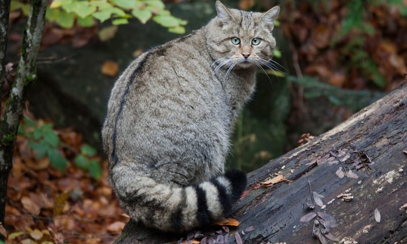 De wilde kat krijgt in aanloop naar de winter een dikke vacht.