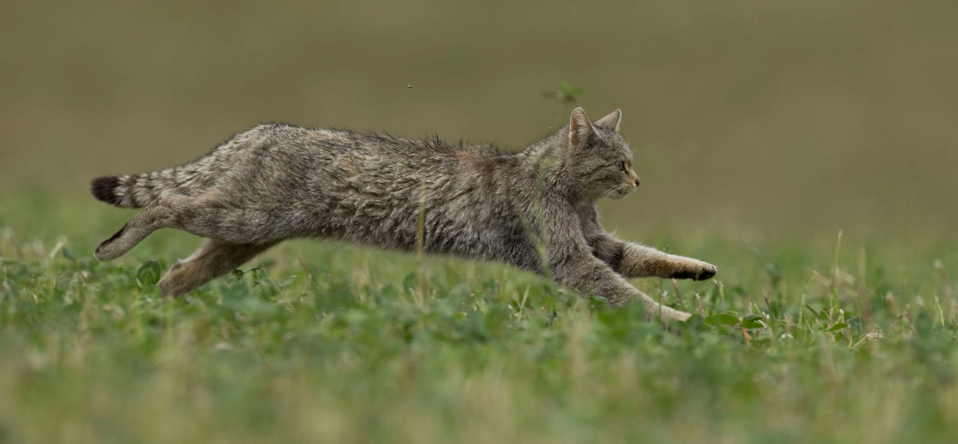 wilde kat