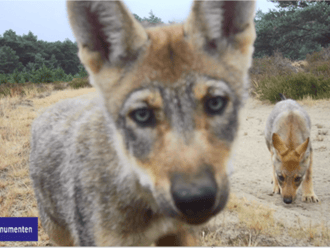 Wolvenwelp kijkt in camera