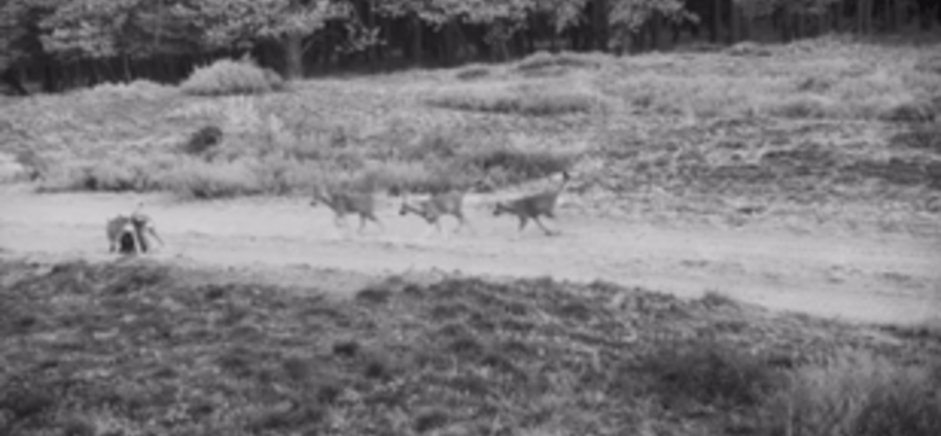 welpen veluwe