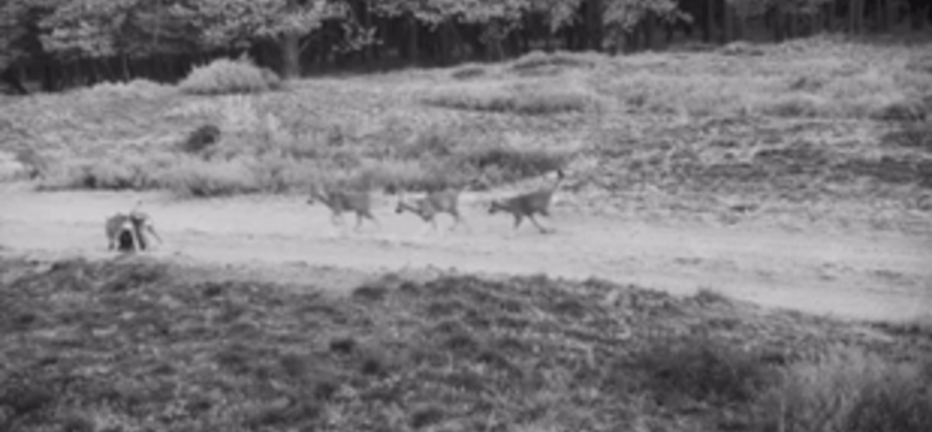 welpen veluwe