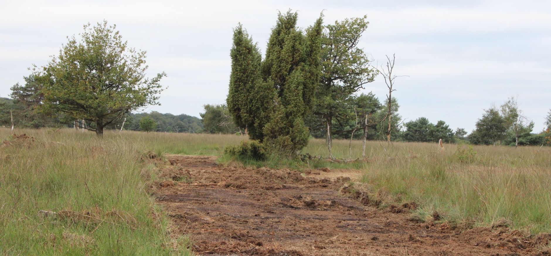 Vochtig heideveld met jeneverbessen op de Kampina krijgt laatste impuls ...