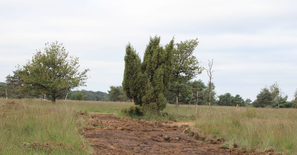 Vochtig heideveld met jeneverbessen op de Kampina krijgt laatste impuls ...