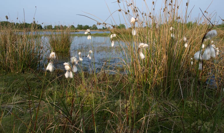 Wooldse Veen veenpluis