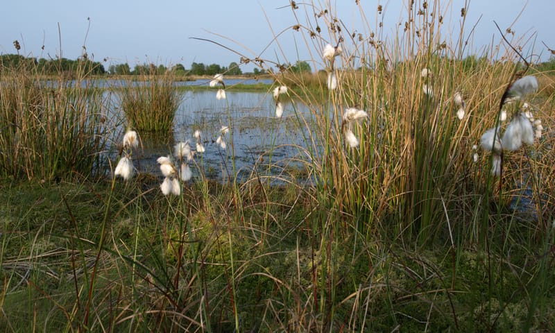 Wooldse Veen veenpluis