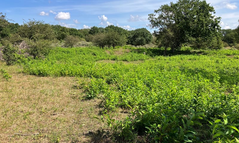 Amerikaanse vogelkers overgroeit de duinbloemen en kruiden