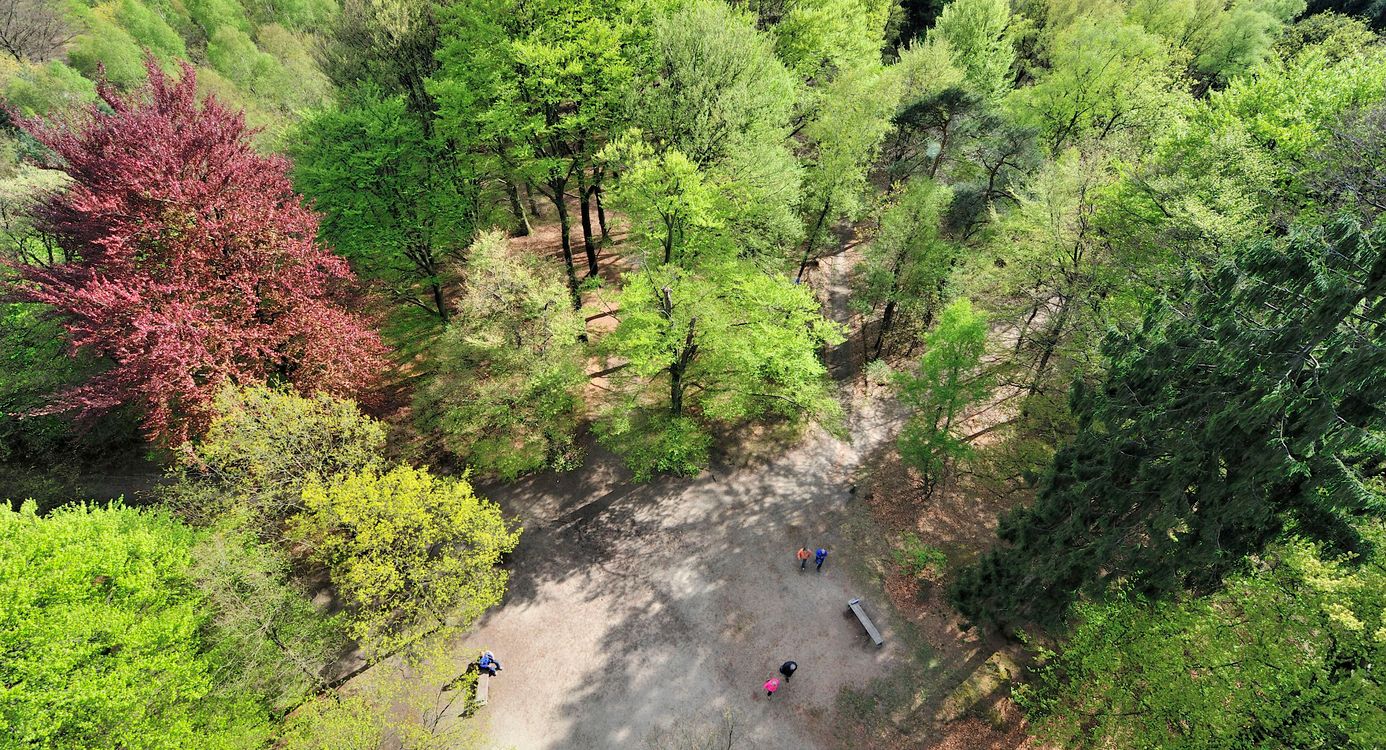Kaapse bossen