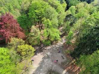 Kaapse bossen