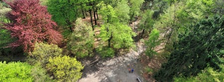 Kaapse bossen