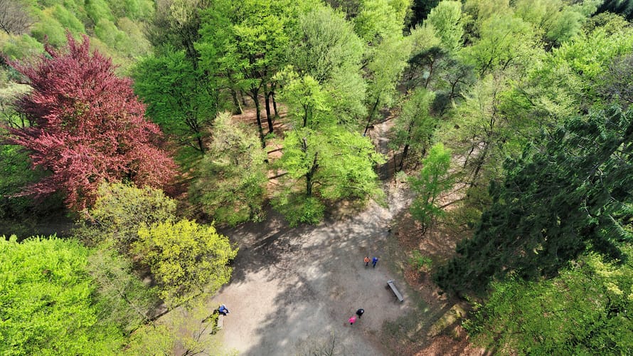 Kaapse bossen