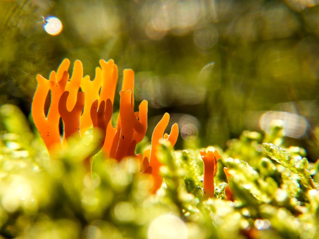 Paddenstoelen zoeken in Quackjeswater