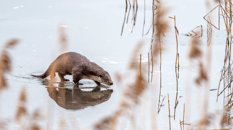 Otter