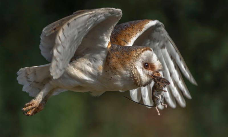 Muizen horen hun belager niet aankomen.