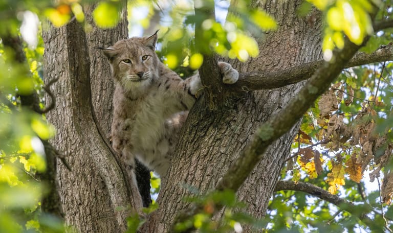 lynx