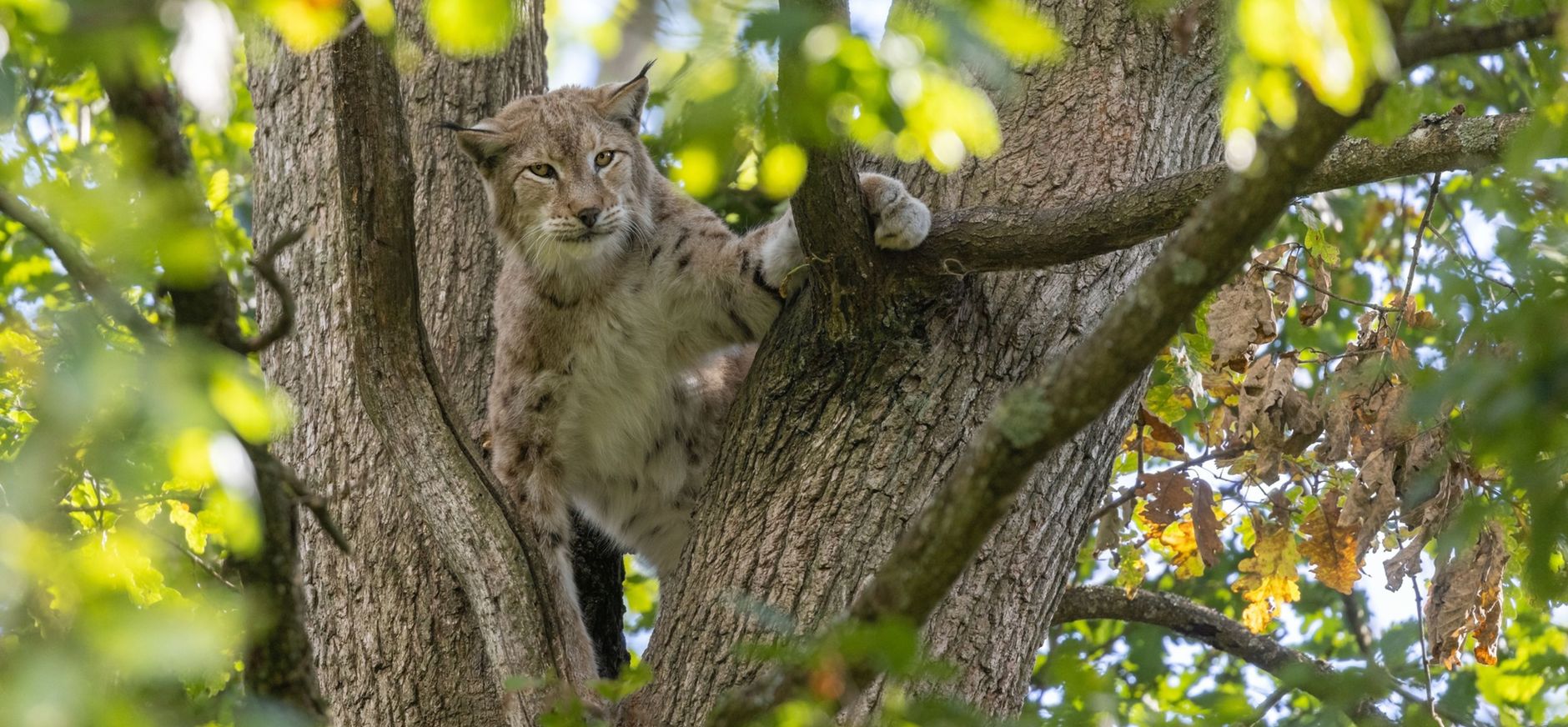 lynx