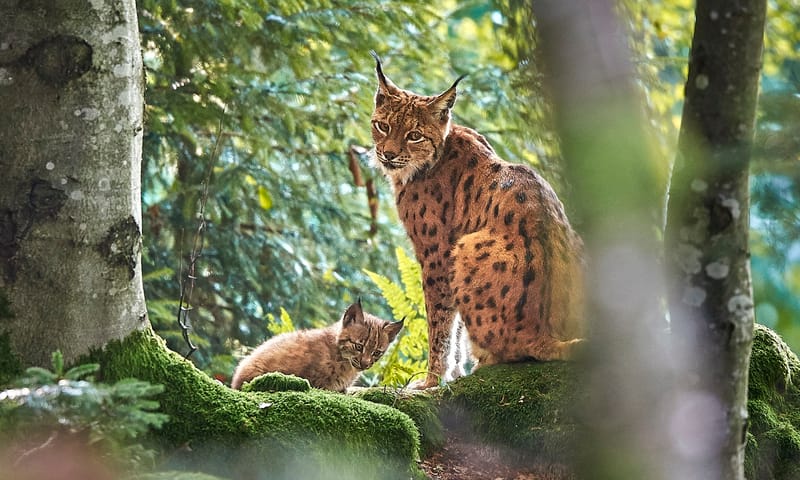 lynx