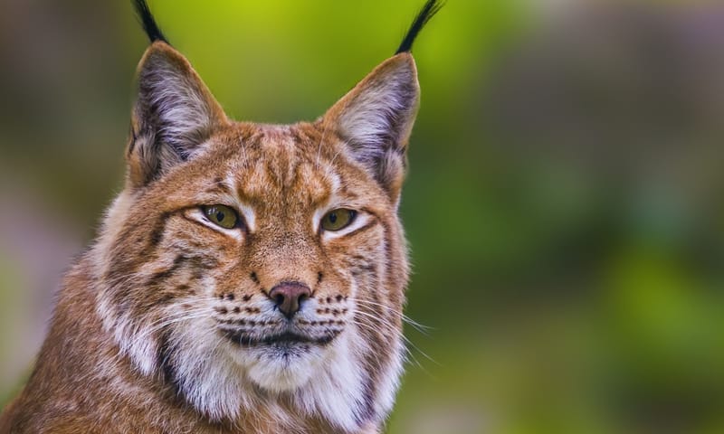 lynx
