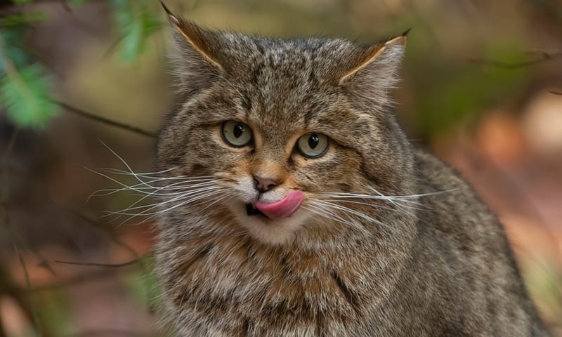 wilde kat