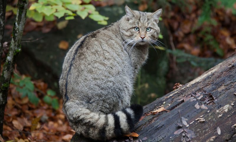 De wilde kat krijgt in aanloop naar de winter een dikke vacht.