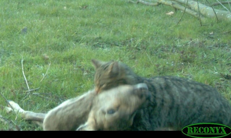 wilde kat bij kadaver